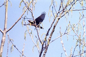 Woodpecker, Yellow-bellied Sapsucker, Credit Isl, 4-1998 B04P73I02